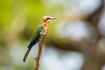 bee eater
