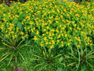 image of grass with yellow flowers as a beautiful backdrop