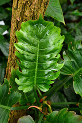 Large leaf of tropical 'Philodendron X Corsinianum' plant