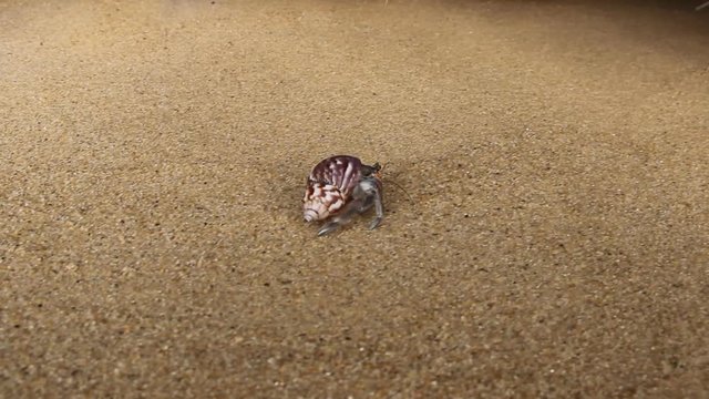 Hermit crab, Diogenes sp. Hermit or diogenes crab in a beautiful gastropod shell as dwelling with water. South coast of Sri Lanka