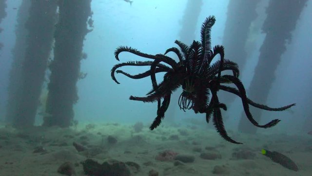 Floating sea Lily. Fascinating underwater dives off the Philippine Islands.