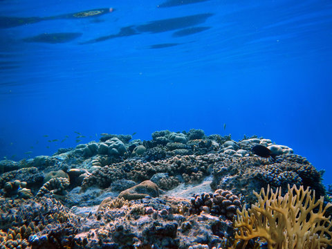Close up view of corals and and reefs are the largest natural structures