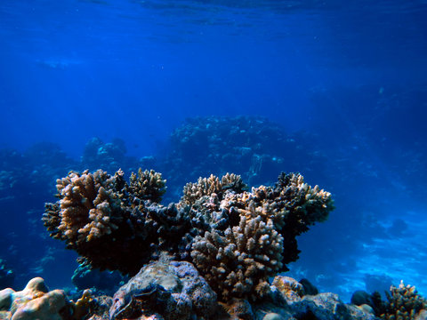 Close up view of corals and and reefs are the largest natural structures