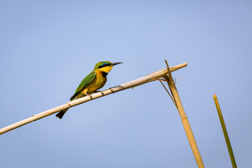 bee eater