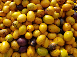 Poraqueiba sericea fruits, is a species of tree in the family Metteniusaceae. It is native to South...