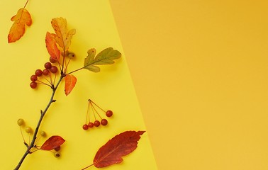 Autumn leaves and berries composition on yellow orange background, flat lay, copy space.