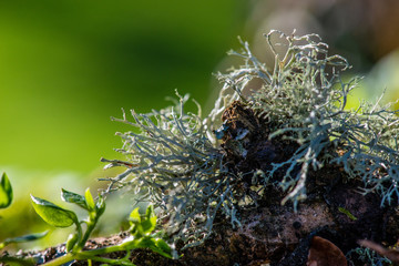 Lichen 