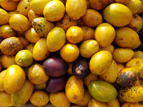 Poraqueiba sericea fruits, is a species of tree in the family Metteniusaceae. It is native to South America. Amazon, Brazil