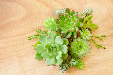 Group of green echeveria,sempervivum and sedum succulent plant arrangement on wood background