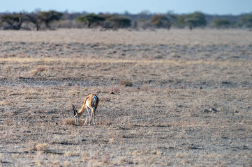 One Impala -Aepyceros melampus- grazing on the plains of Etosha National Park, Namibia.