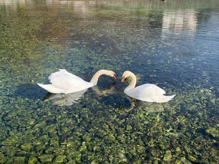 swan on lake