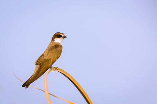 Brown Throated Martin