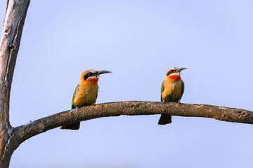 White fronted bee eater