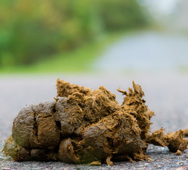 Pile of wet, fresh horse manure on a paved road. Low angle closeup view.