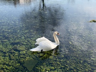 Fototapeta premium swan on lake