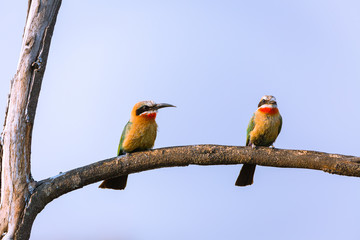 white fronted bee eater