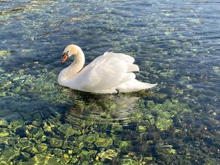 swan on lake