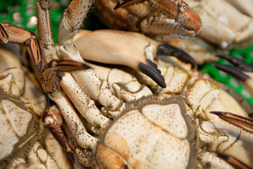 Velvet crabs