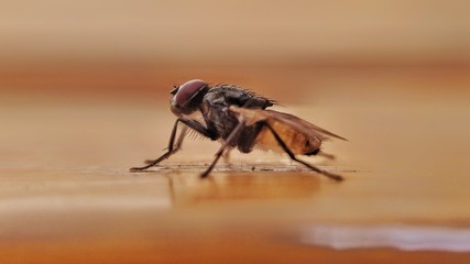 Image of a fly sitting on door
