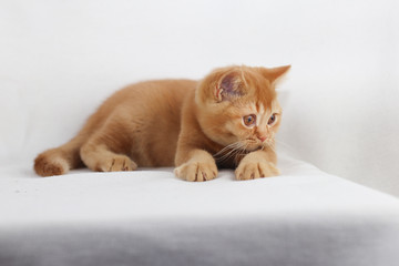BKH Kitten