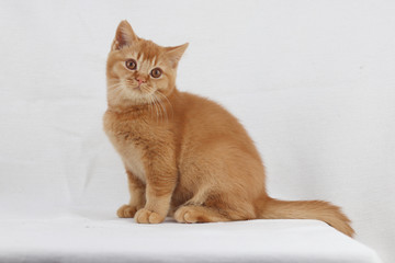 BKH Kitten
