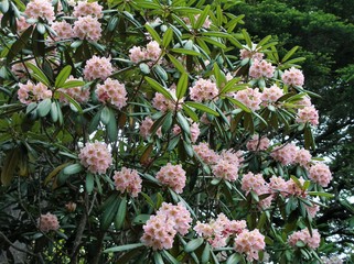 瑞牆山･シャクナゲ