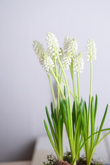 Bouquet of white Muscari flowers isolated on a white background.