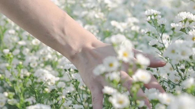 slow motion camera walk through white cutter flower field
