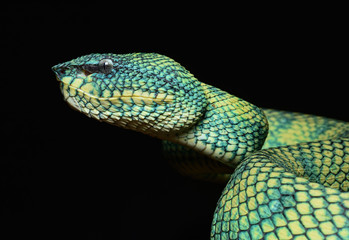 viper snake animal wild colorfull