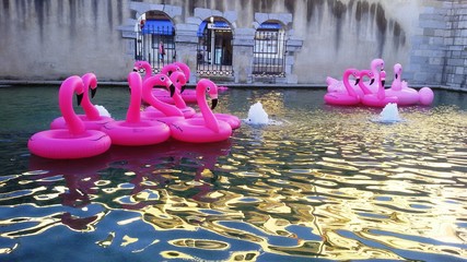 ducks in water DAX
