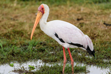 Portrait of a Yellow-billed stork (Mycteria ibis)