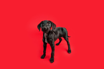 Happy Black Dog on Colored Red Background