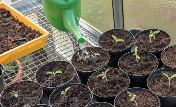 Angießen Bilder Durchsuchen 62 Archivfotos, und Videos