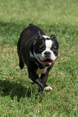 Boston Bulldog Playing and Running