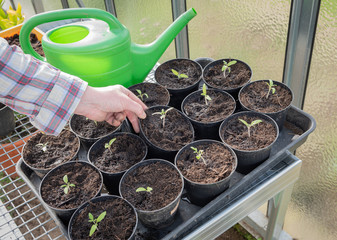 pikierte Tomatenpflanzen