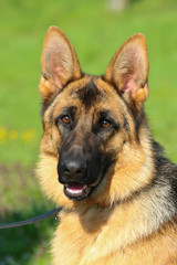 Deutscher Schäferhund