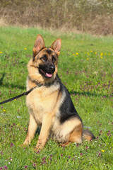 Deutscher Schäferhund