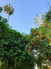 Fototapeta na wymiar Orange tree in garden