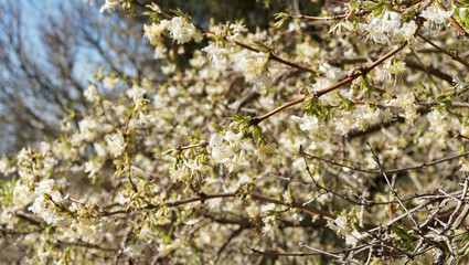 (Lonicera fragrantissima) Chèvrefeuille d'hiver, arbuste buissonnant aux branches arquées et cuivrées garnies de petites fleurs blanches lavées de rose