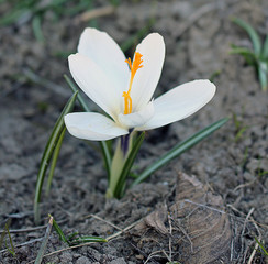 Crocus