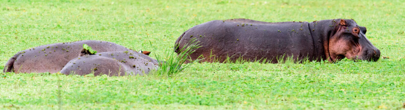 A group of East African hippopotamus (H. a. kiboko) in th egreen plants of Lake Manyara