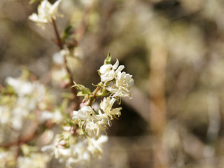 Gros plan sur fleurs blanches et laiteuses du chèvrefeuille d'hiver (Lonicera fragrantissima)