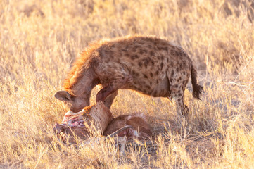 Close-up of a spotted Hyena - Crocuta crocuta- with a prey, seen during the golden hour of sunset...