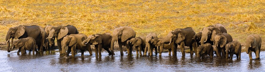 Fototapeta premium Elefant
