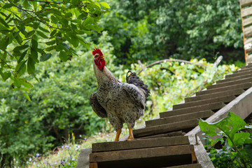 on wooden staircase in a farmyard farm bird rooster stands controls