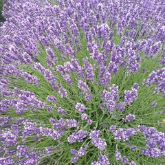 Obraz premium Beautiful royal velvet lavender