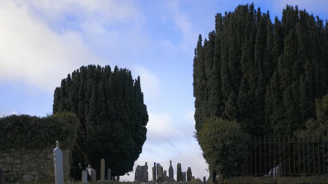 Cypress trees swaying in strong winds in Irish cemetery