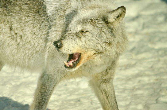 Gray Wolf and winter snow 