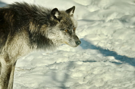Gray Wolf and winter snow 
