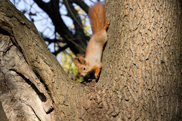 Red squirrel in the autumn park